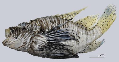 Un pez con la boca abierta

Descripción generada automáticamente con confianza baja